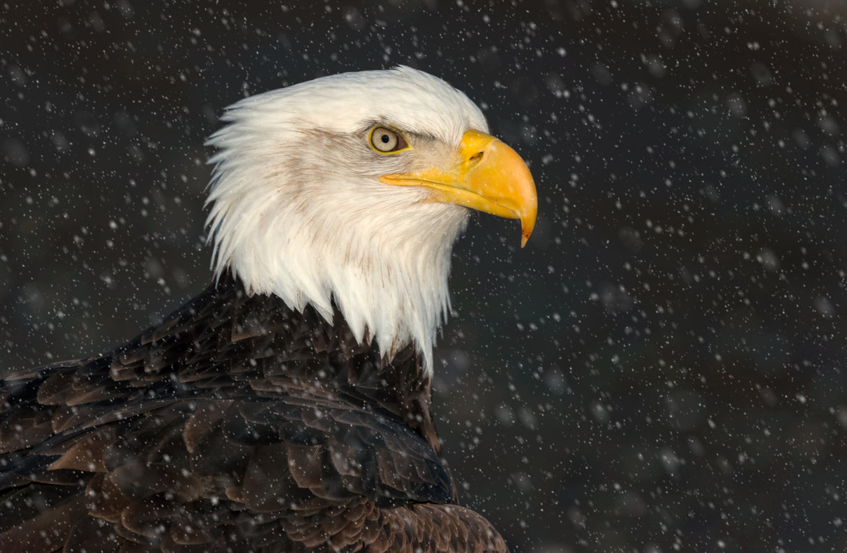 American Bald Eagle Poster och Canvastavla