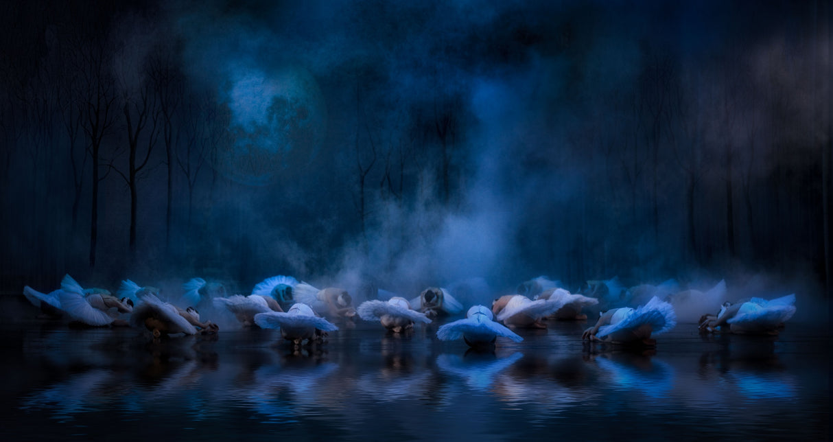 Swans on the lake.... Poster och Canvastavla