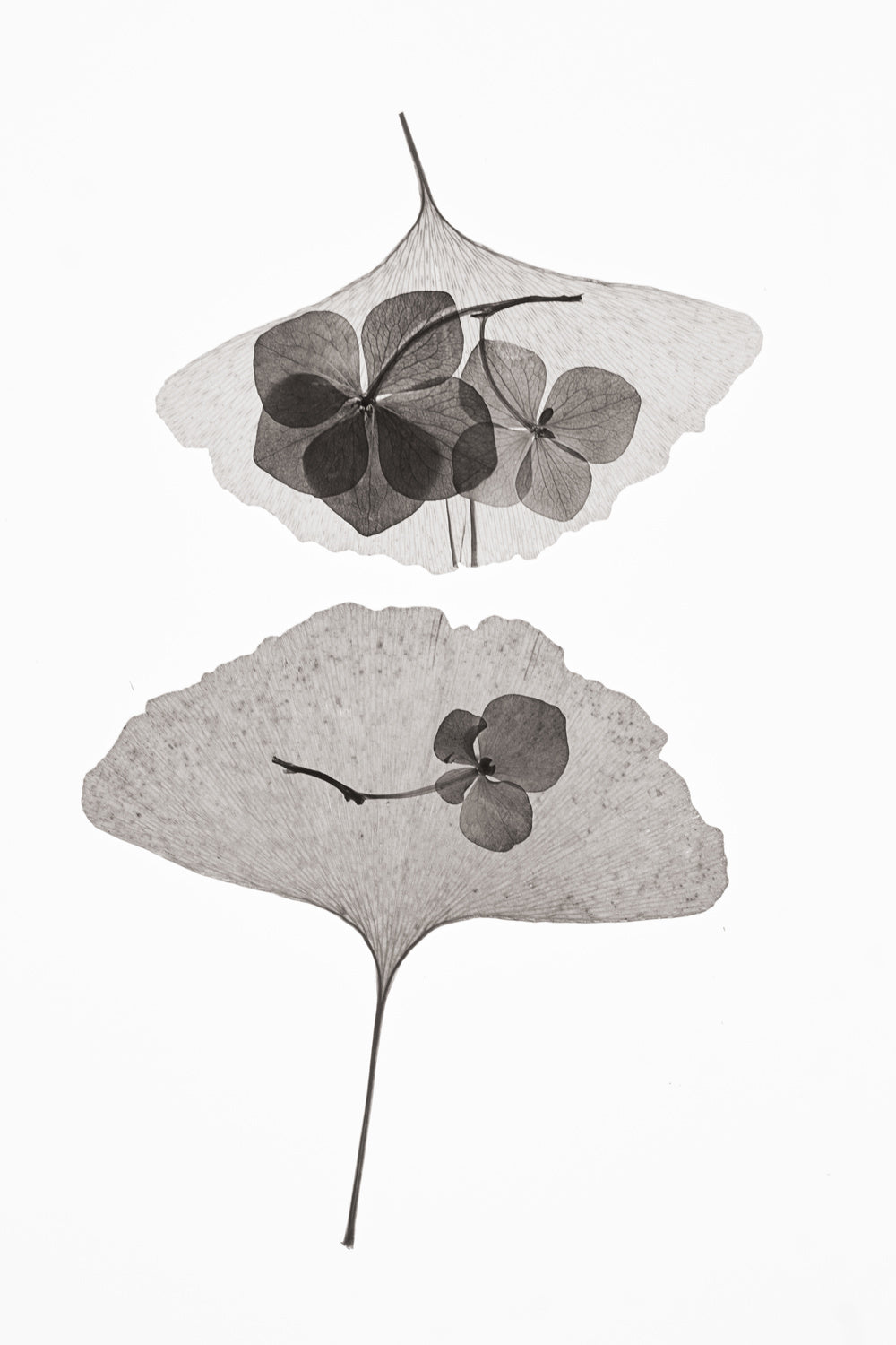 Botanical #35 Poster och Canvastavla