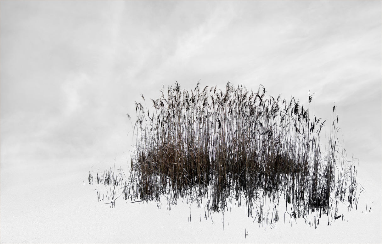 reed bunch Poster och Canvastavla