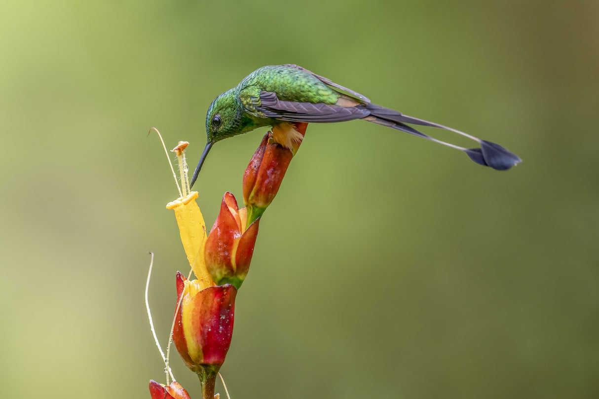Booted Raquet_Tail Hummingbird Poster och Canvastavla
