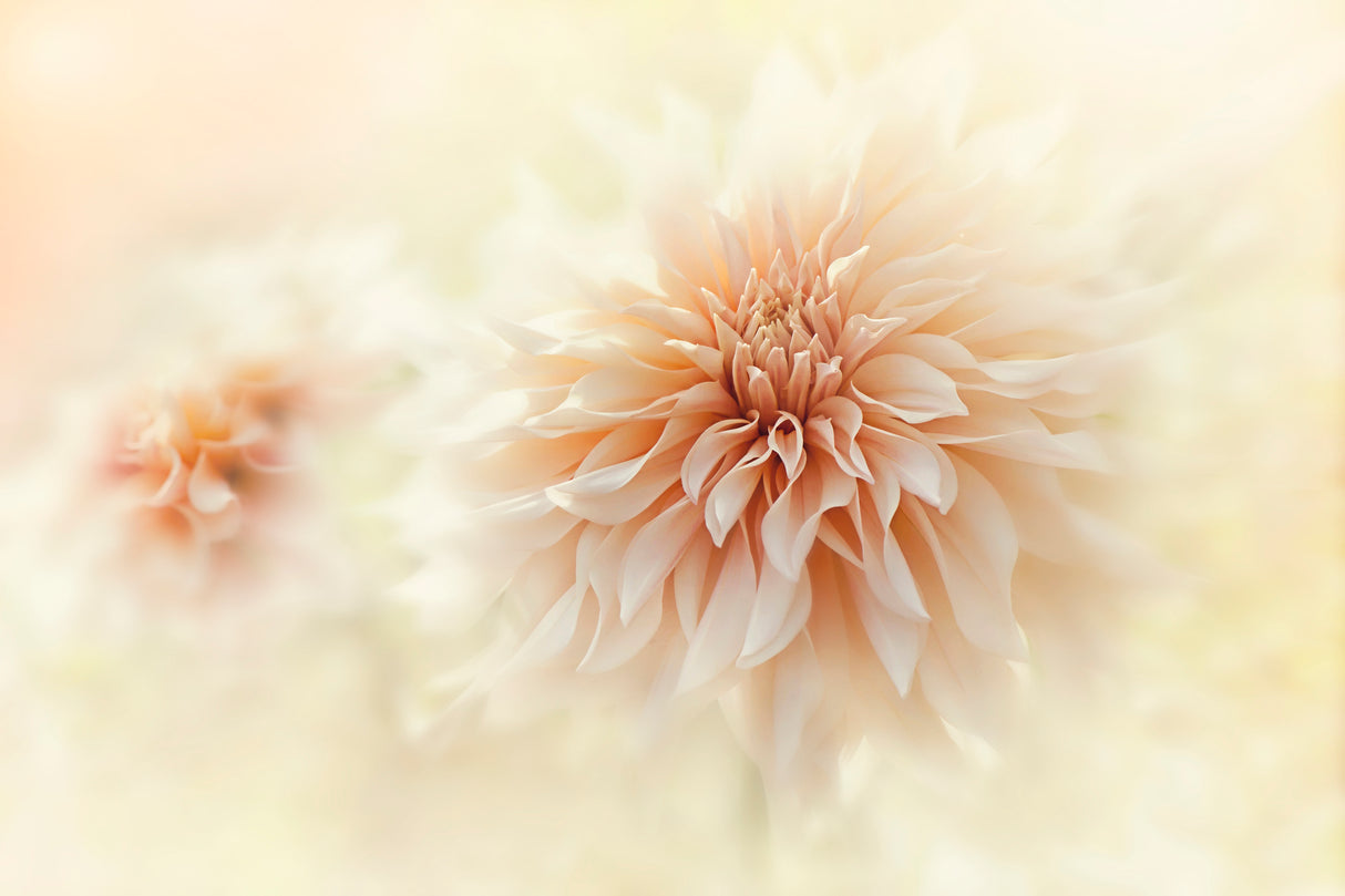 Cafe 'Au lait' Dahlia Poster och Canvastavla