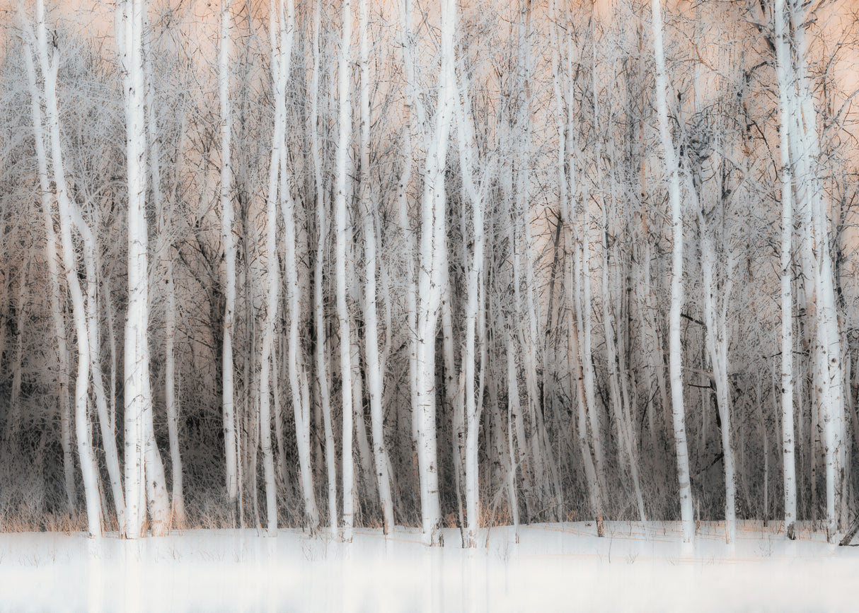 Wintry Vision Poster och Canvastavla