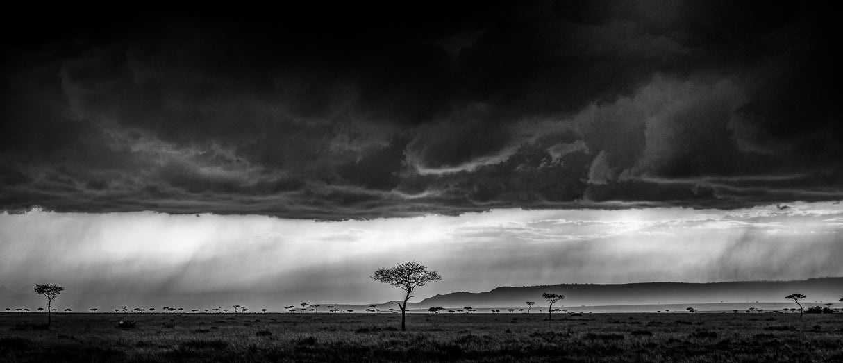 Serengeti storm - monochrome Poster och Canvastavla