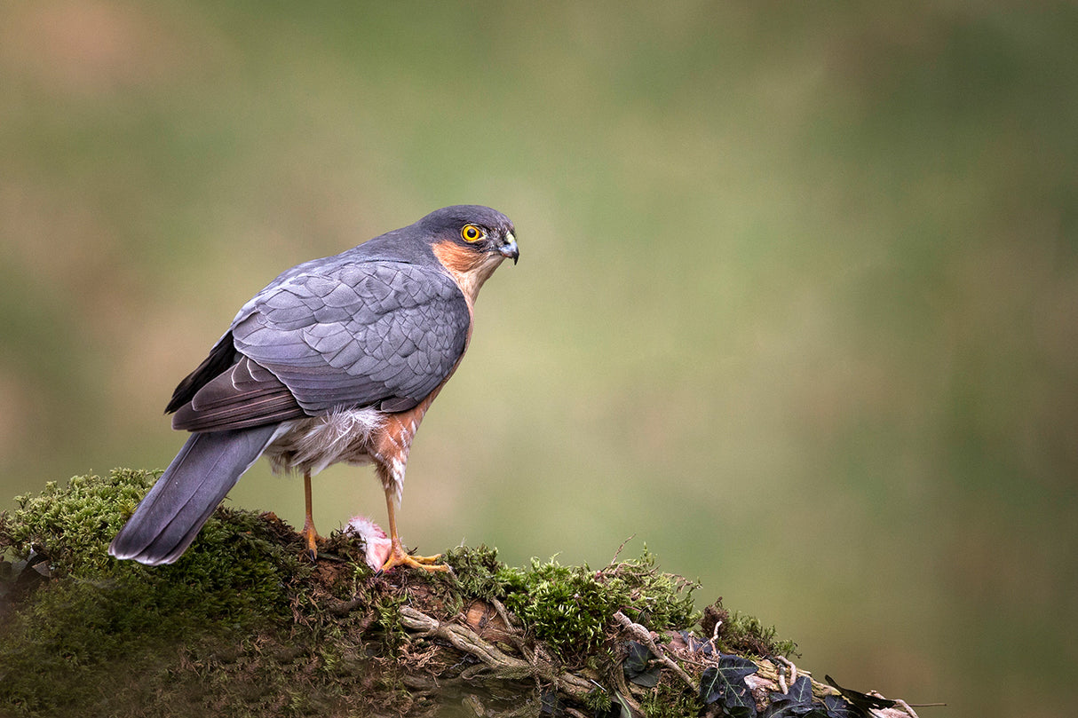 Adult Wild Sparrowhawk Poster och Canvastavla