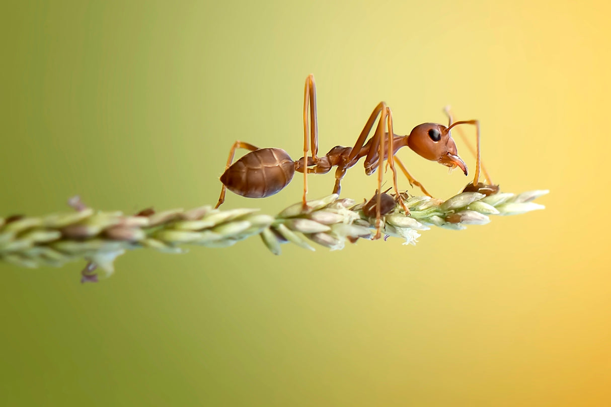 The Ant Poster och Canvastavla