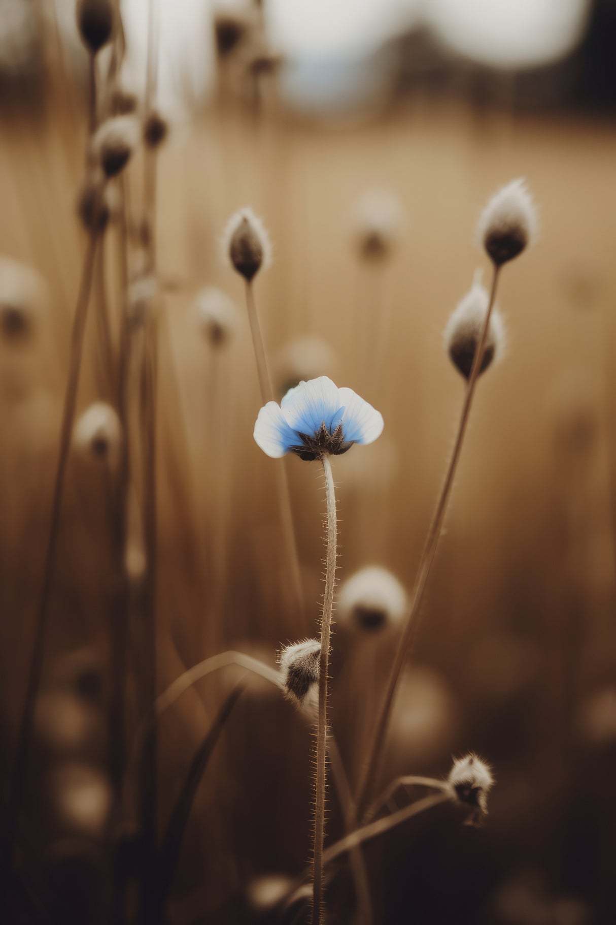 Blue Corn Flowers No 4 Poster och Canvastavla