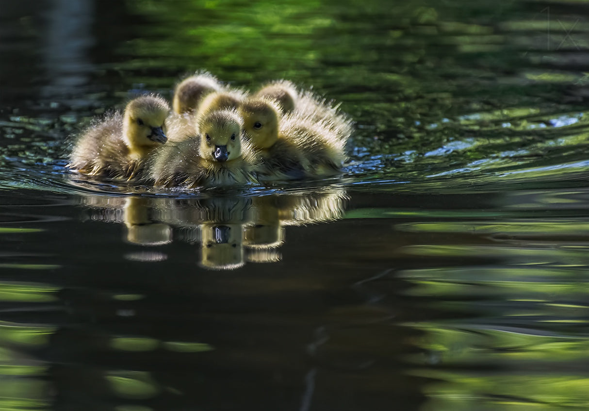 Cute Baby Canada Geese Poster och Canvastavla