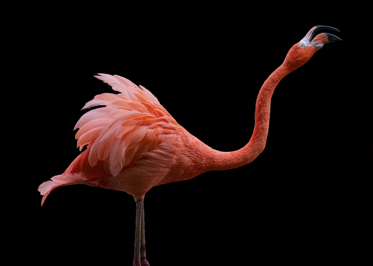 Flamingo Poster och Canvastavla
