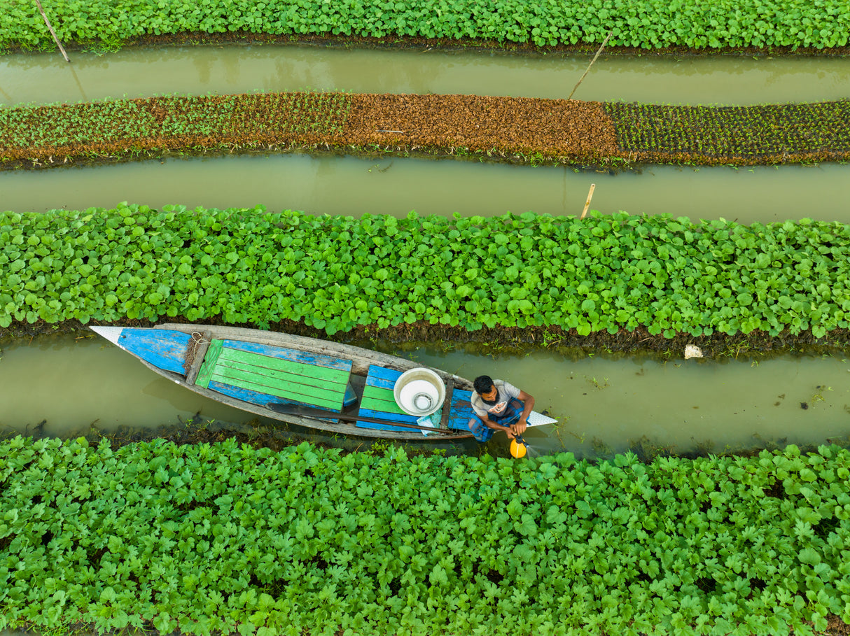 Care of floating Vegetable seedlings Poster och Canvastavla