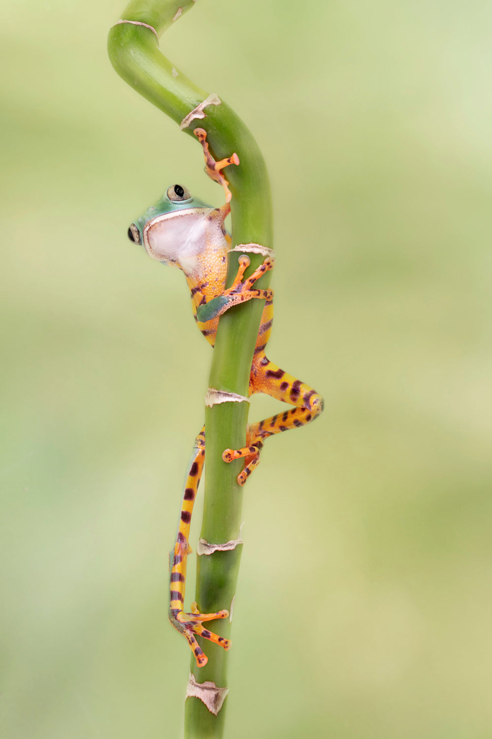 Tiger Leg Monkey Tree Frog with Those Long Legs Poster och Canvastavla