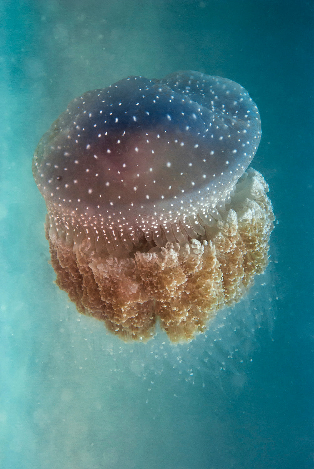 Jellyfish - Phylorhiza punctata Poster och Canvastavla