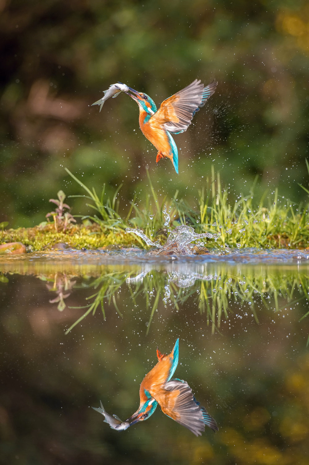The diving Common Kingfisher, alcedo atthis Poster och Canvastavla