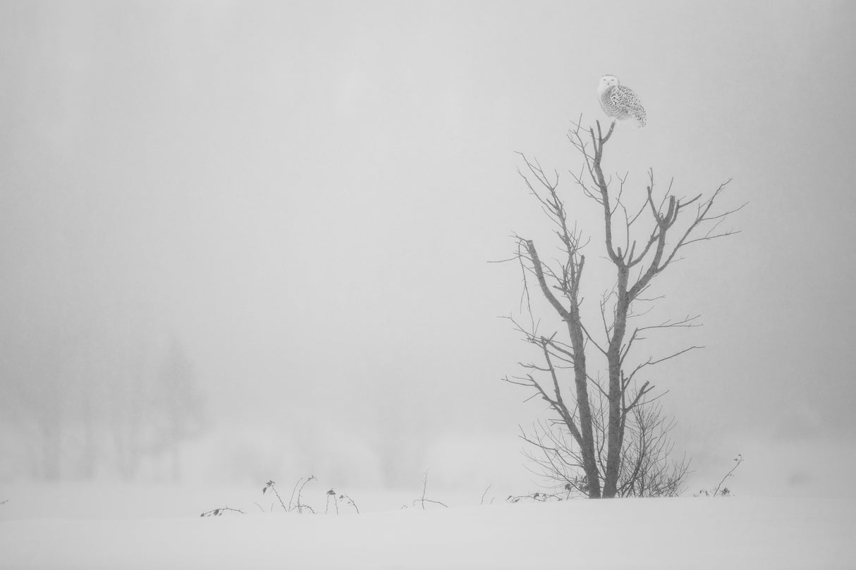 Cold White Poster och Canvastavla