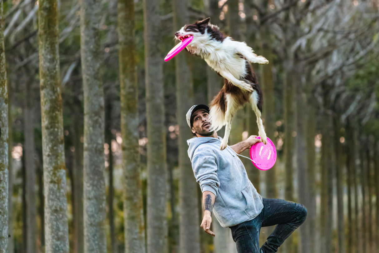 Dog and Frisbee Poster och Canvastavla