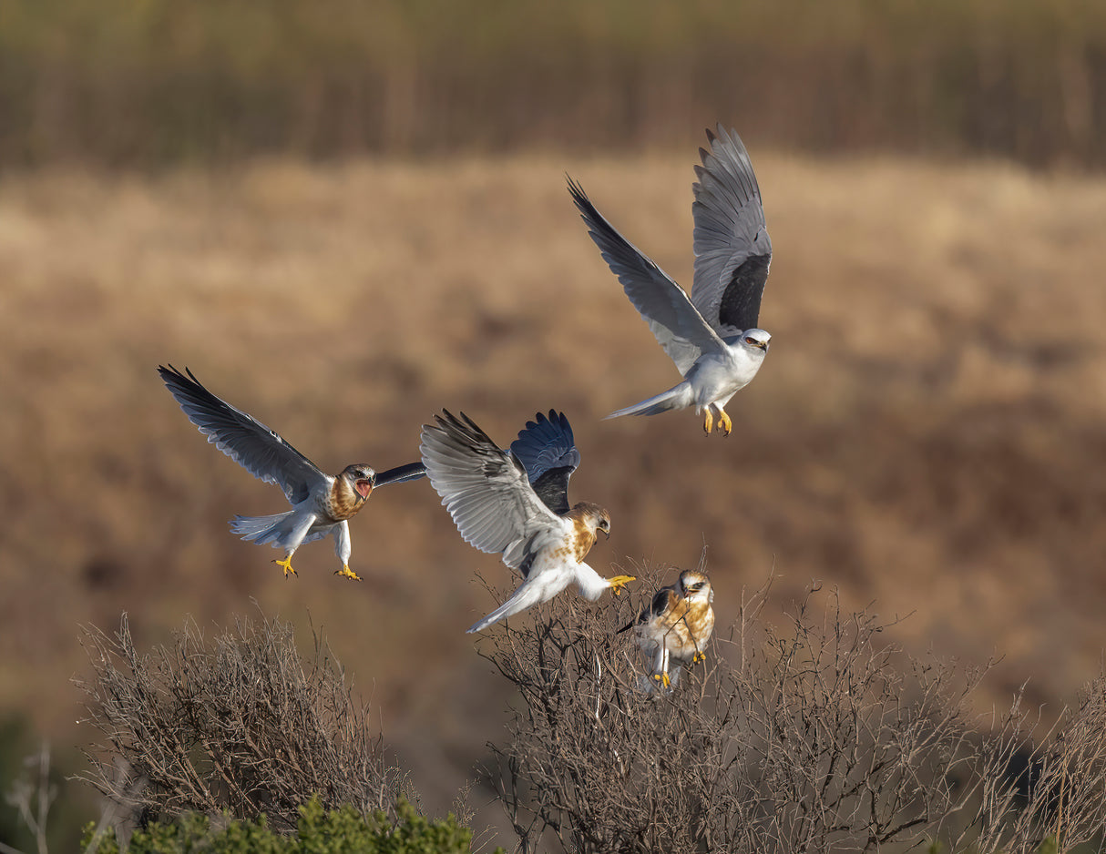White-tailed kite training her three juvenile Poster och Canvastavla