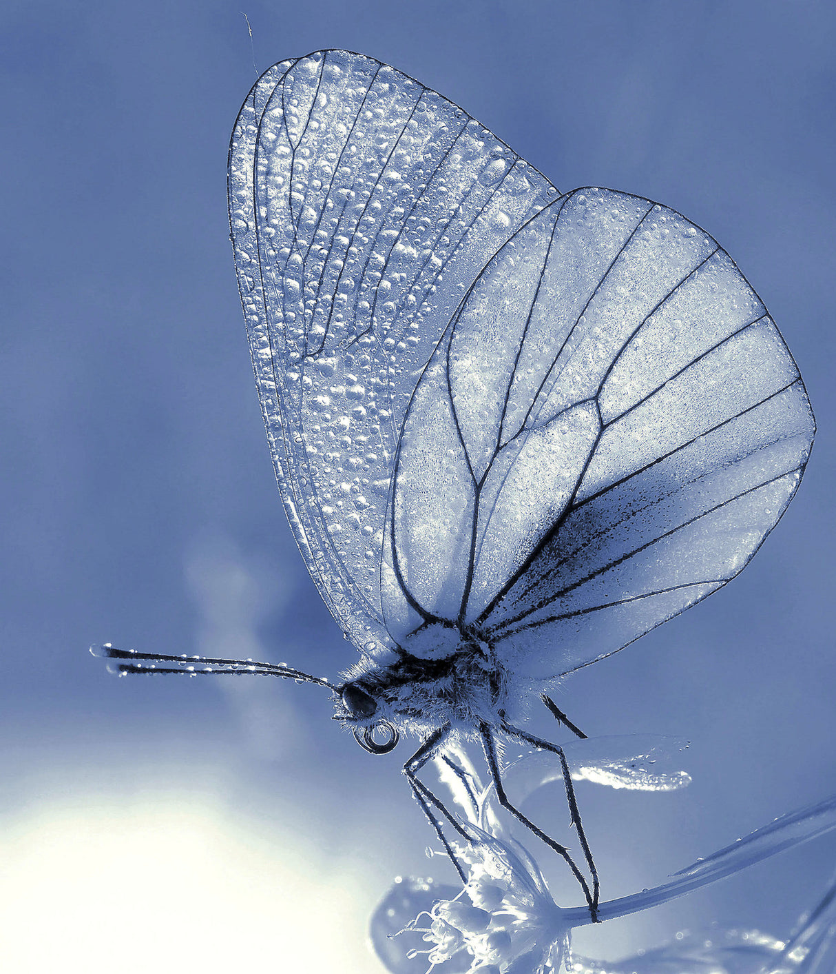 Dew in the blue morning... Poster och Canvastavla