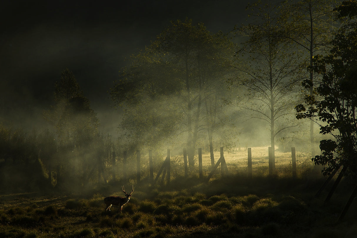 Misty Morning Poster och Canvastavla