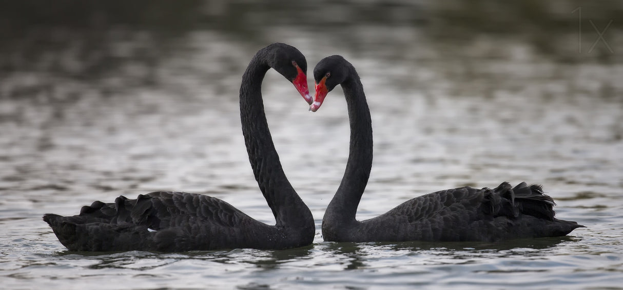 In love Poster och Canvastavla