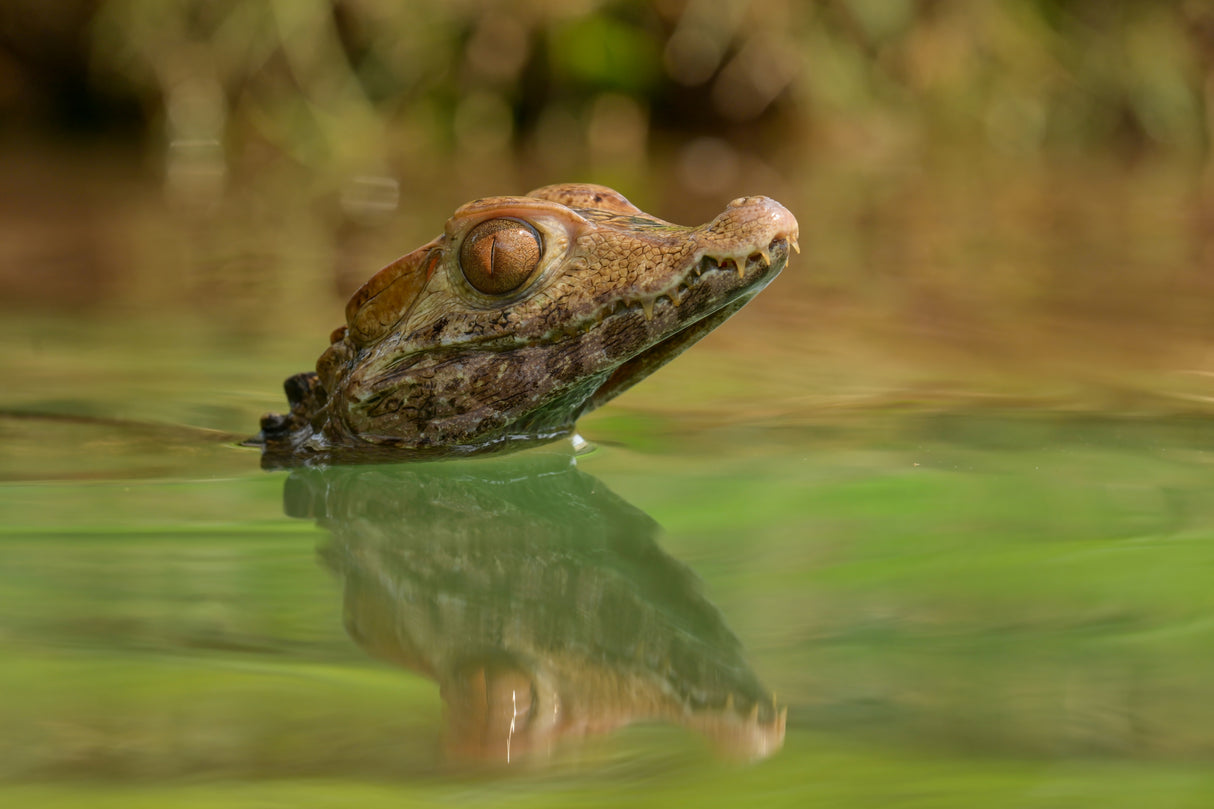 baby croc Poster och Canvastavla