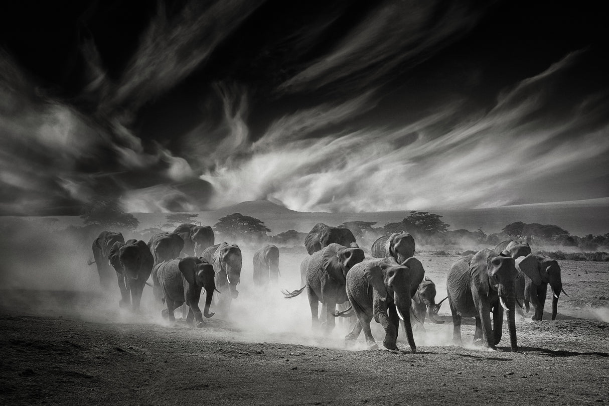 The sky, the dust and the Elephants Poster och Canvastavla
