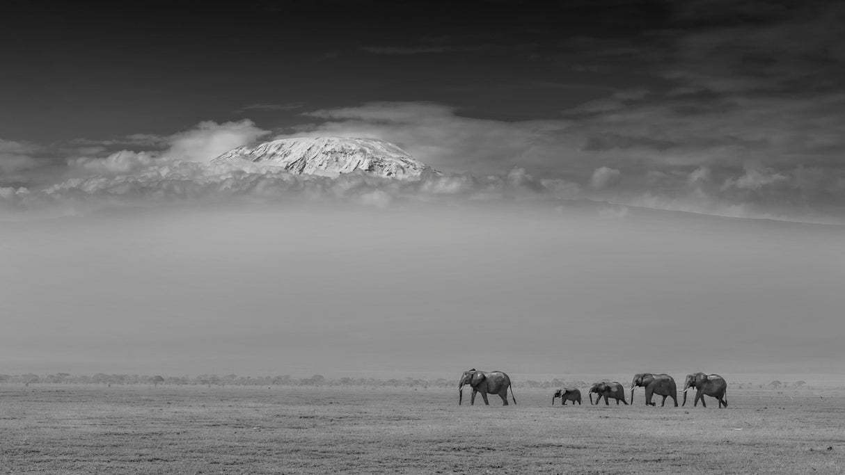 Elephant family under Mount Kilimanjaro Poster och Canvastavla