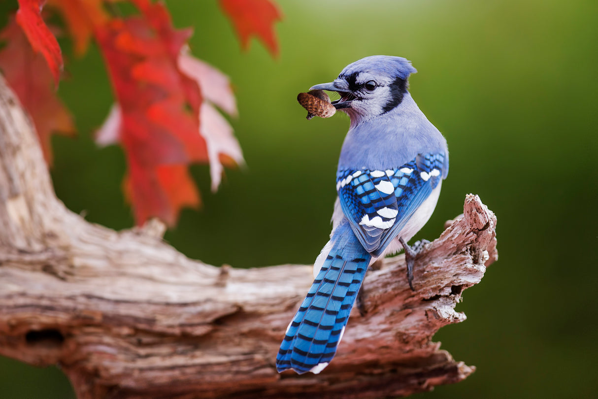 Blue Jay with acorn Poster och Canvastavla