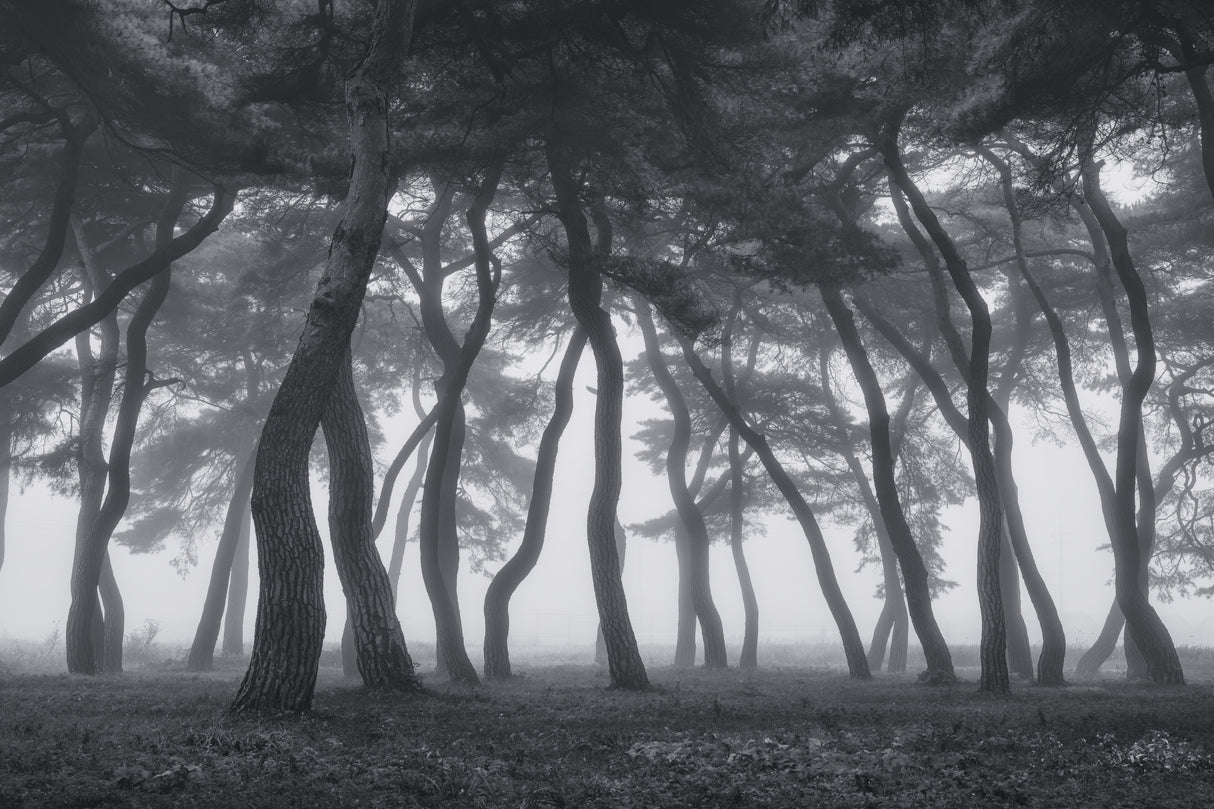 Dancing trees Poster och Canvastavla