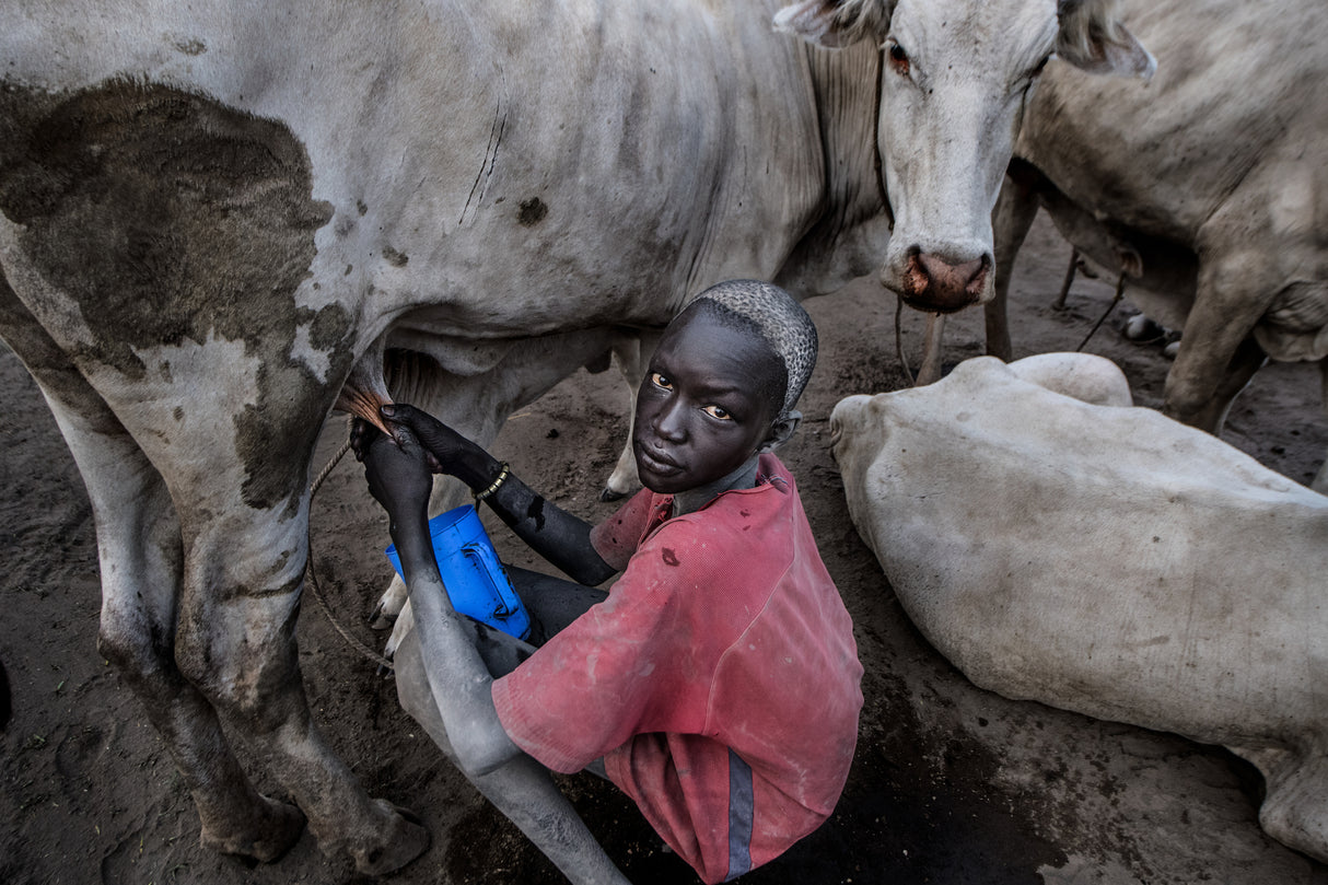 Mundari boy milking a cow - South Sudan Poster och Canvastavla