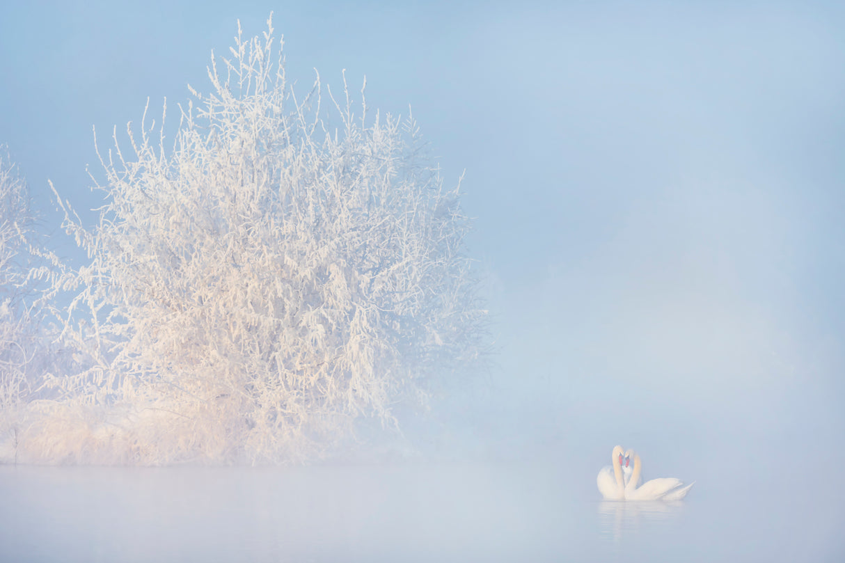 Love story in the Winter Poster och Canvastavla