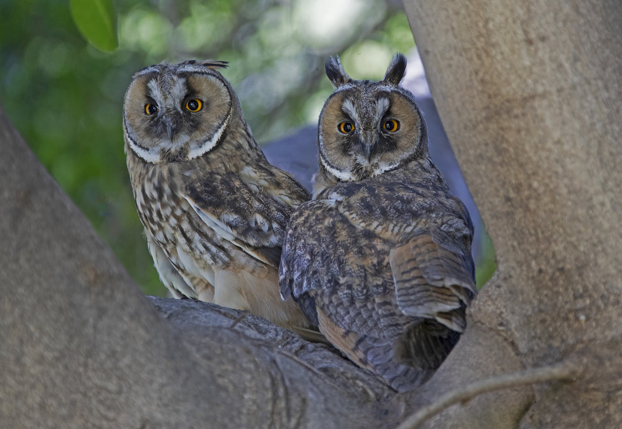 Long-eared Owl's Poster och Canvastavla