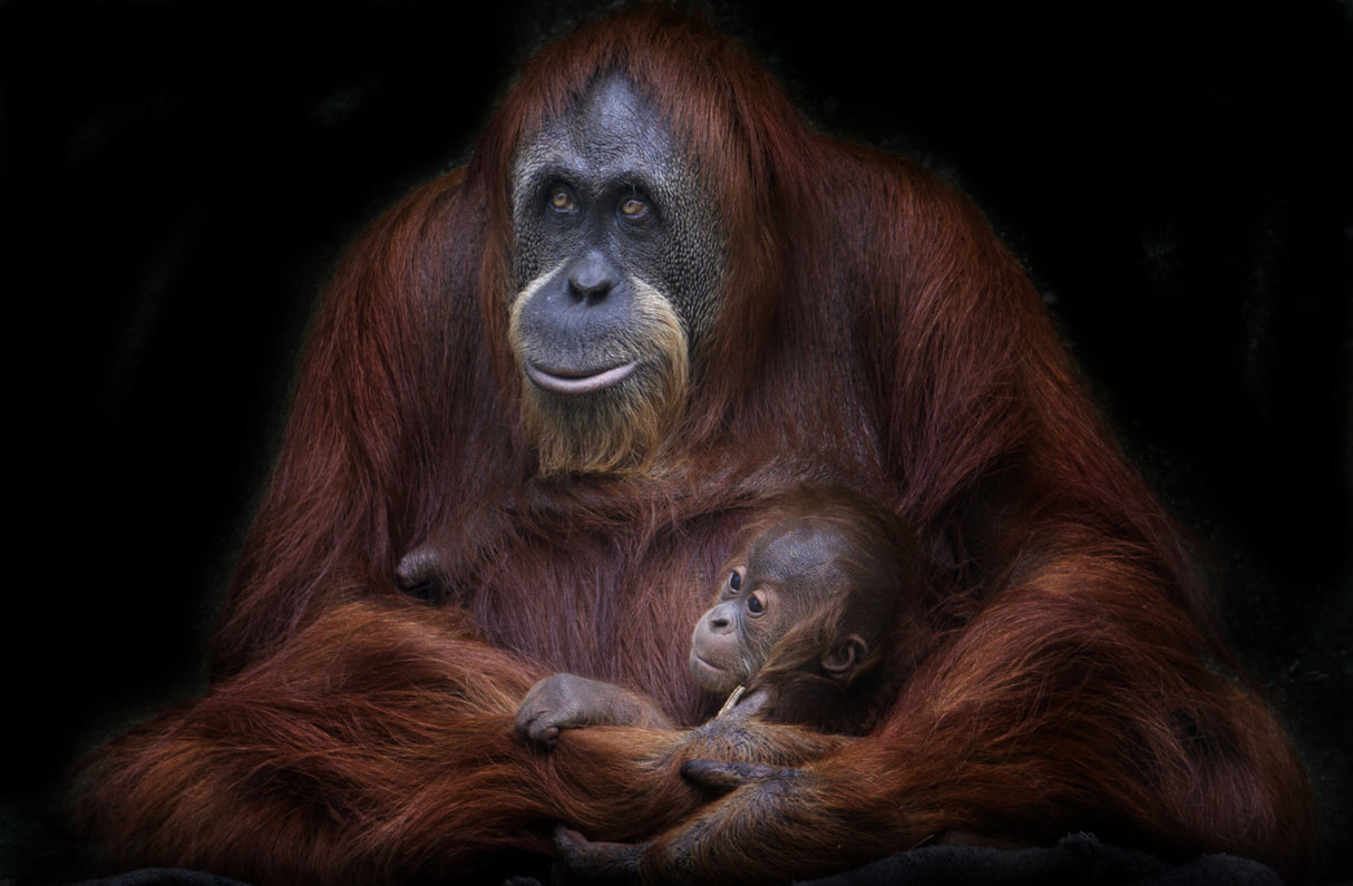 Orangutanes de Sumatra Poster och Canvastavla