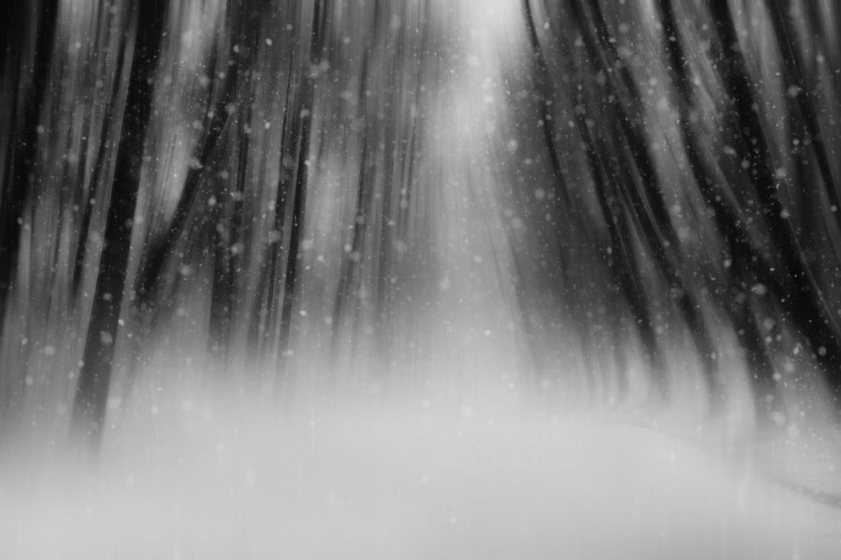 dreamy walking trail Poster och Canvastavla