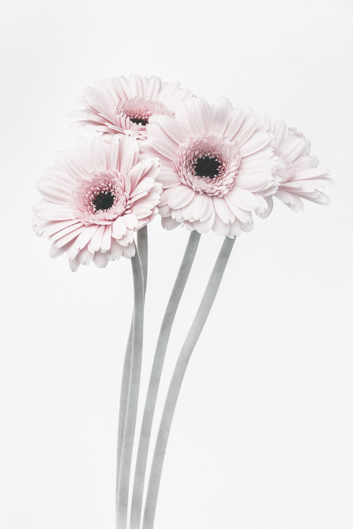 Pink Flowers Poster och Canvastavla