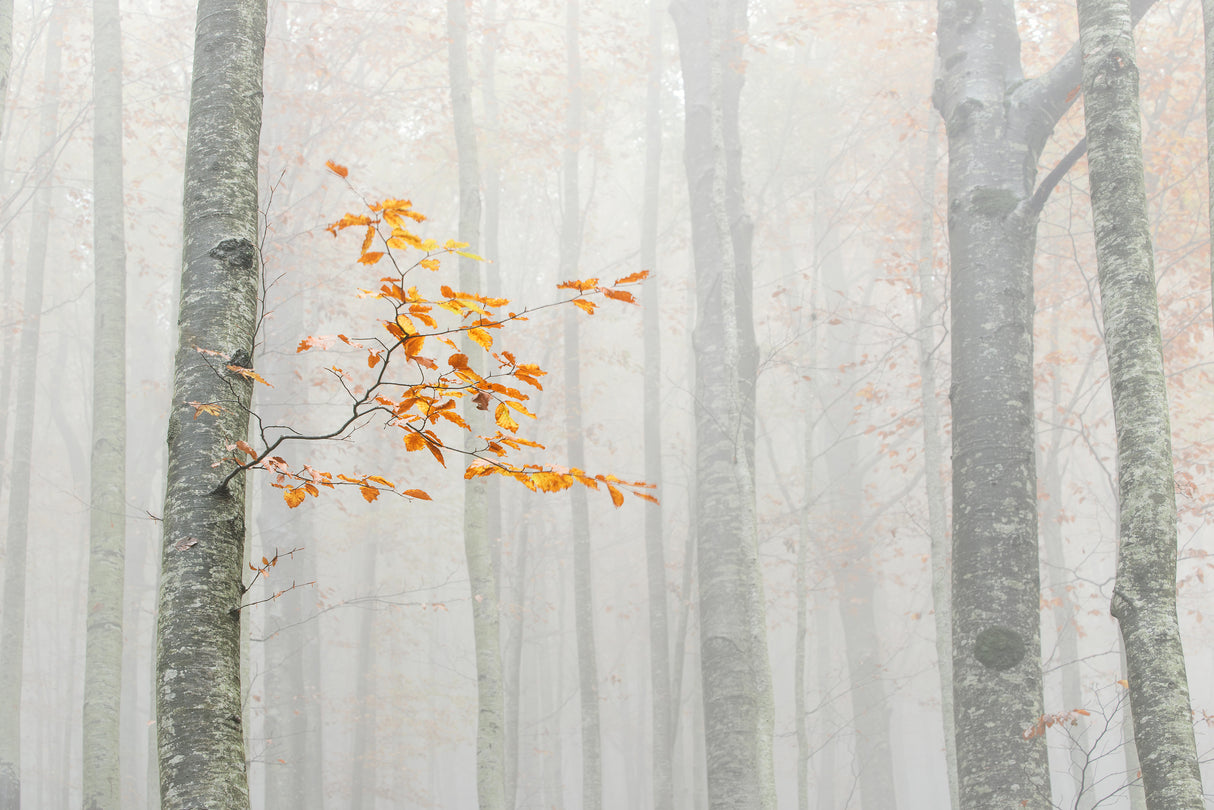 Autumn 2020 Poster och Canvastavla