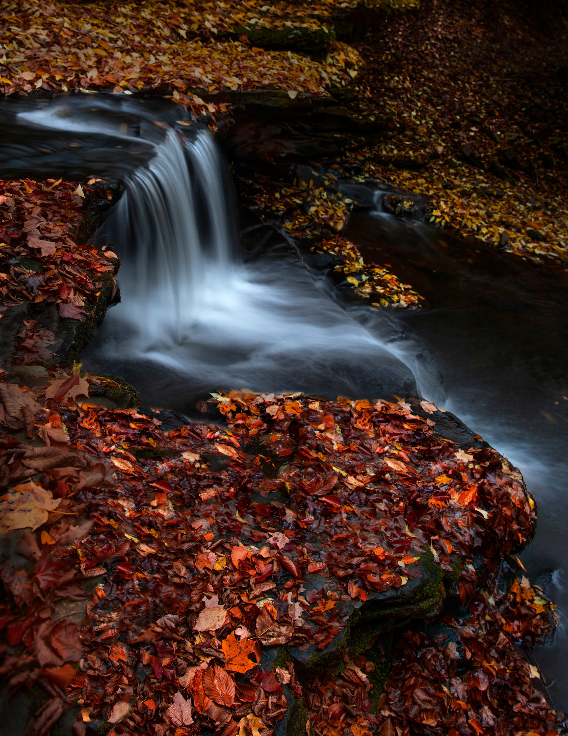 Red Leaves Poster och Canvastavla