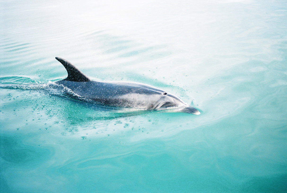 Dolphin N.Z. Northern Poster och Canvastavla