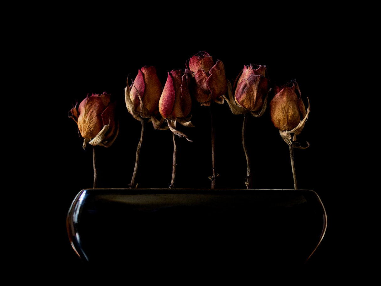 night garden Poster och Canvastavla