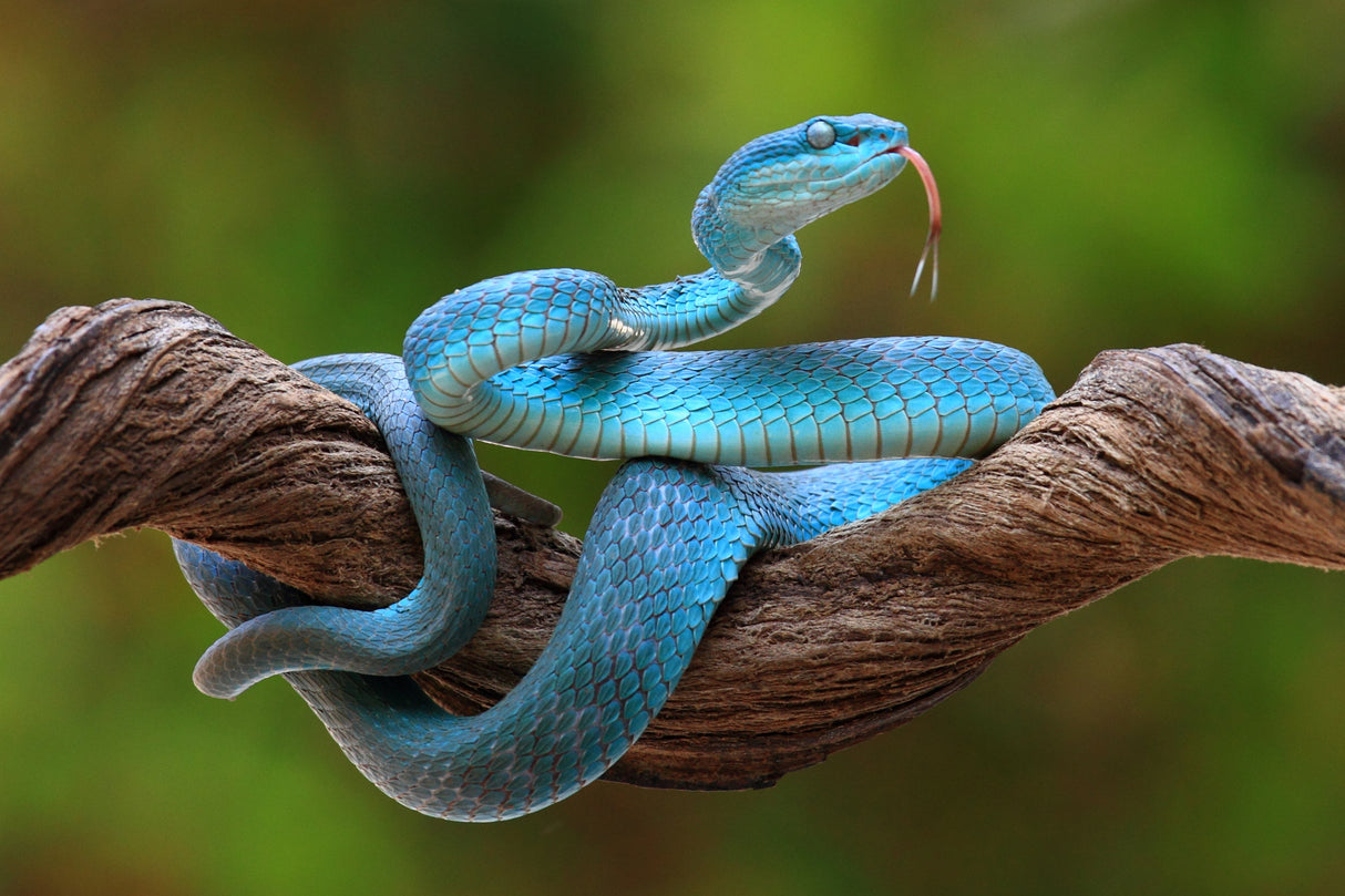 turquoise blue viper Poster och Canvastavla