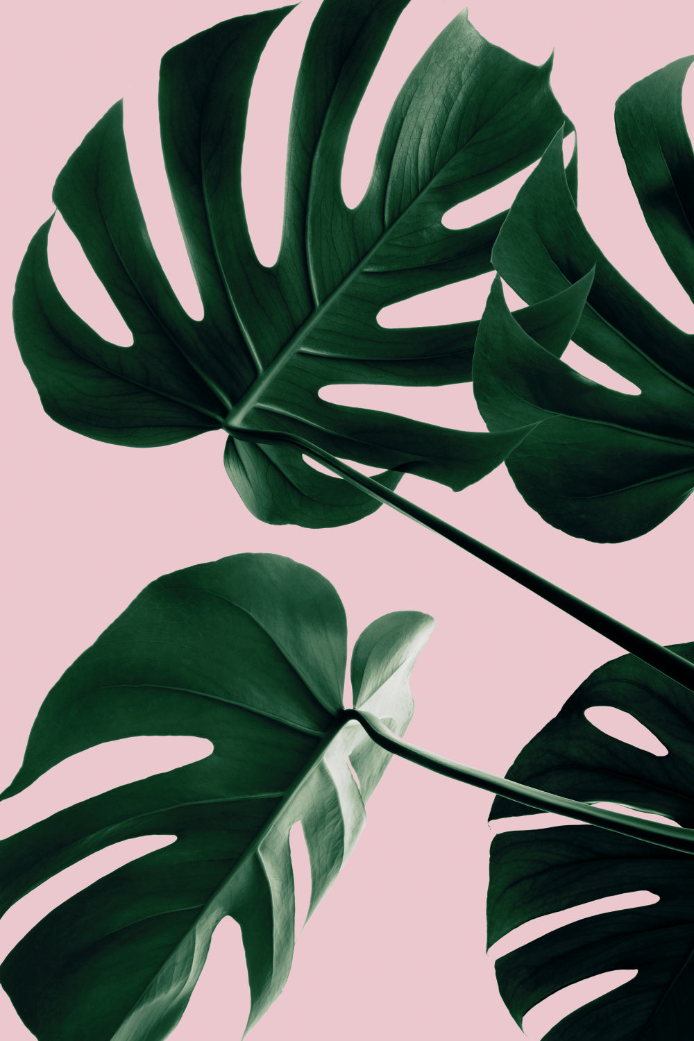 Monstera Pink No 08 Poster och Canvastavla
