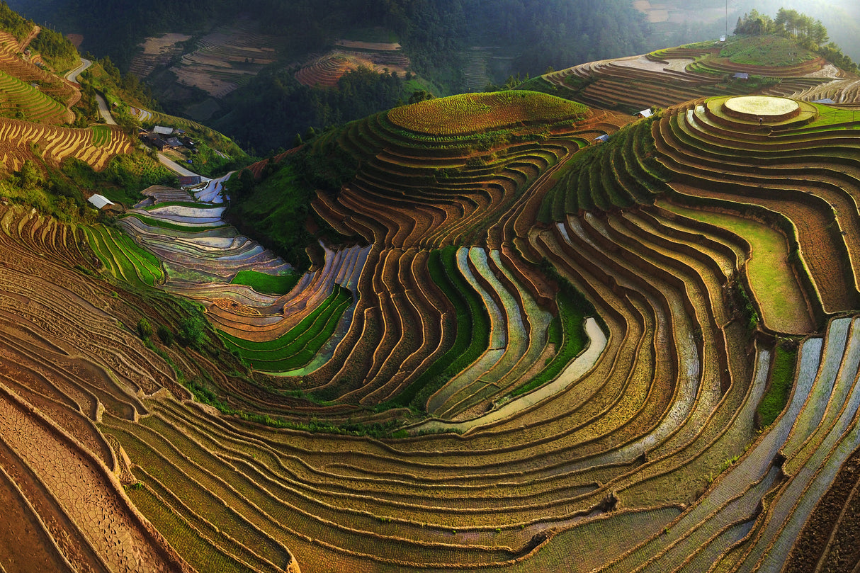 Mu Cang Chai - vietnam Poster och Canvastavla