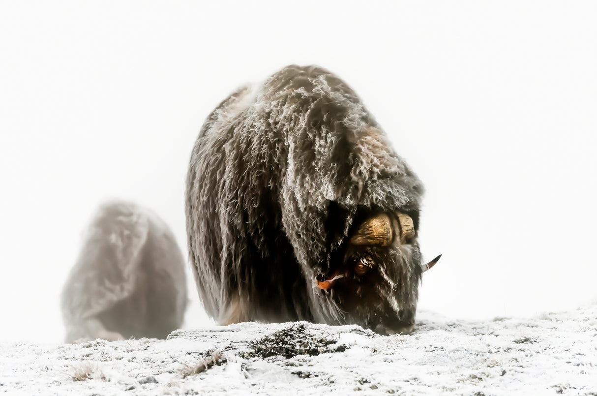 Between the fog and the frost Poster och Canvastavla