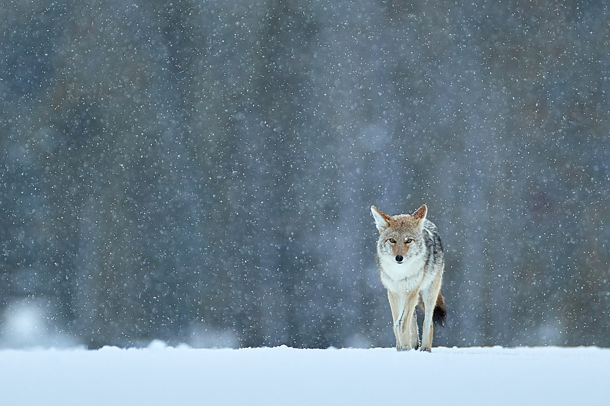 Limping home in the snow Poster och Canvastavla