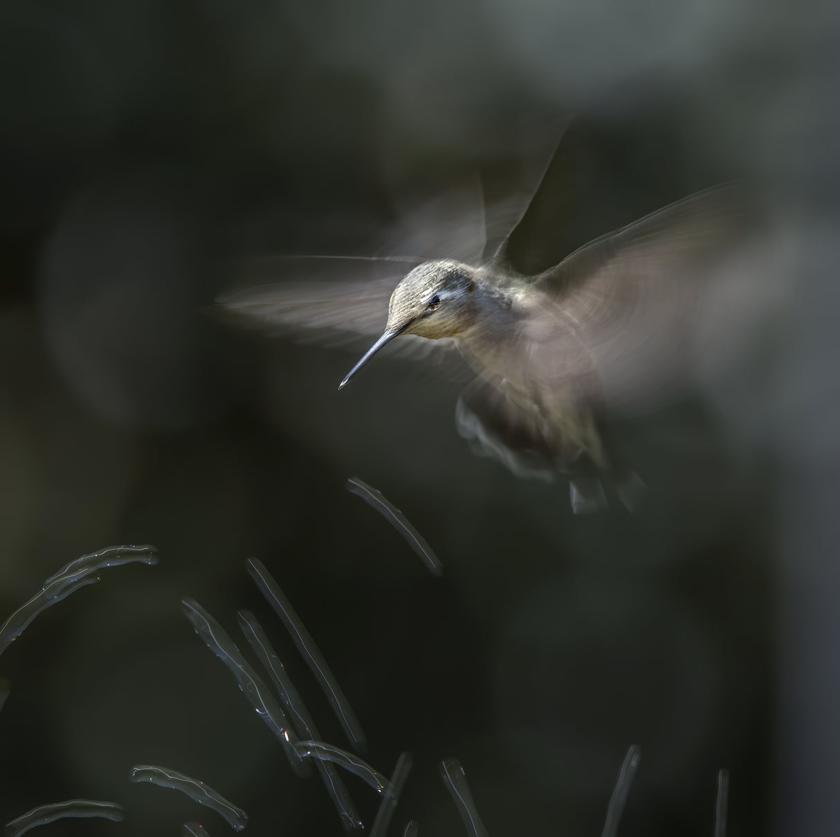 Humming bird dance Poster och Canvastavla