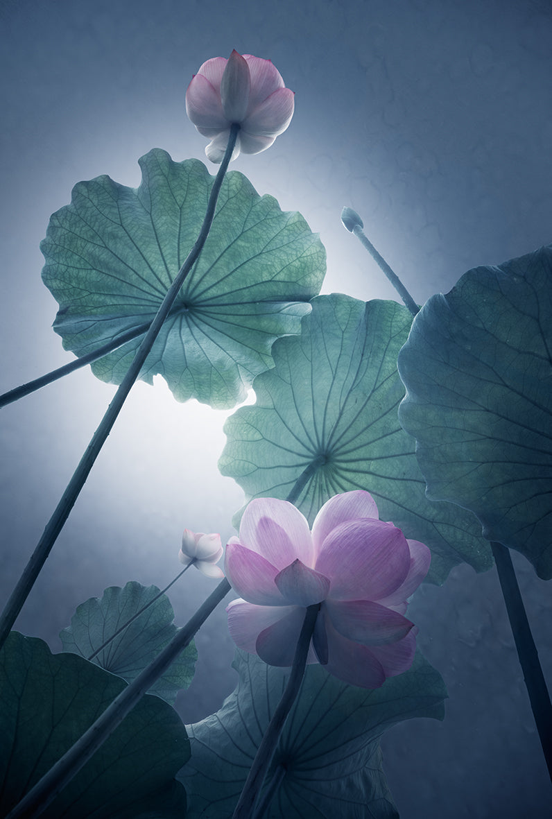 Lotus Poster och Canvastavla