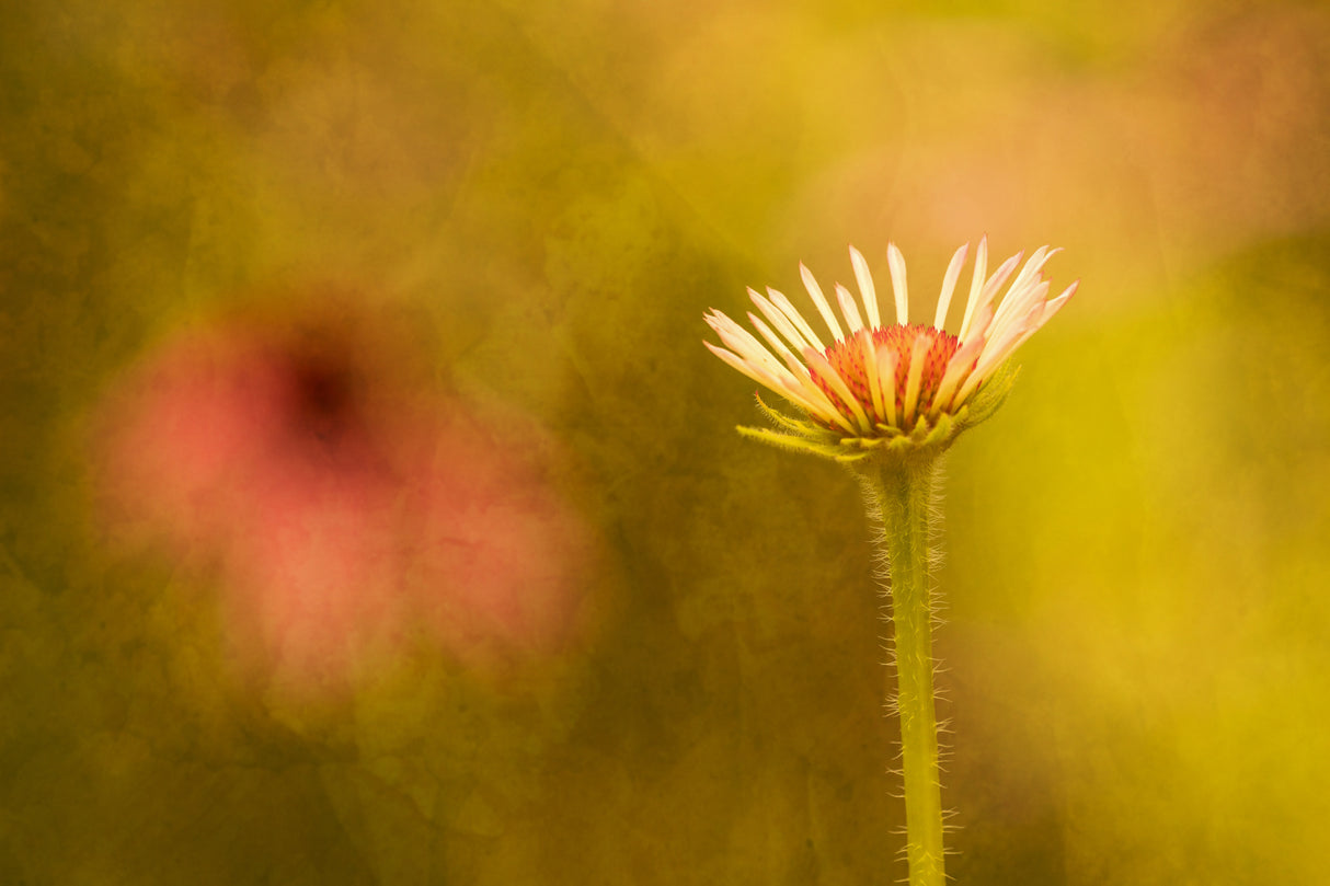 Flower Poster och Canvastavla