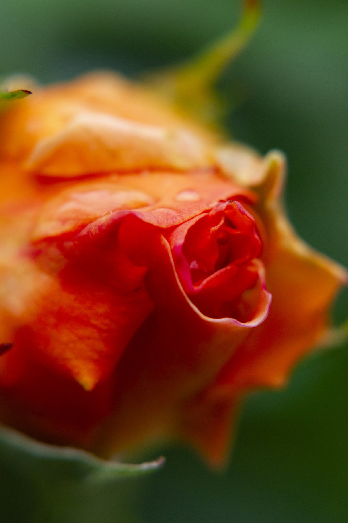 close-up of a rose Poster och Canvastavla