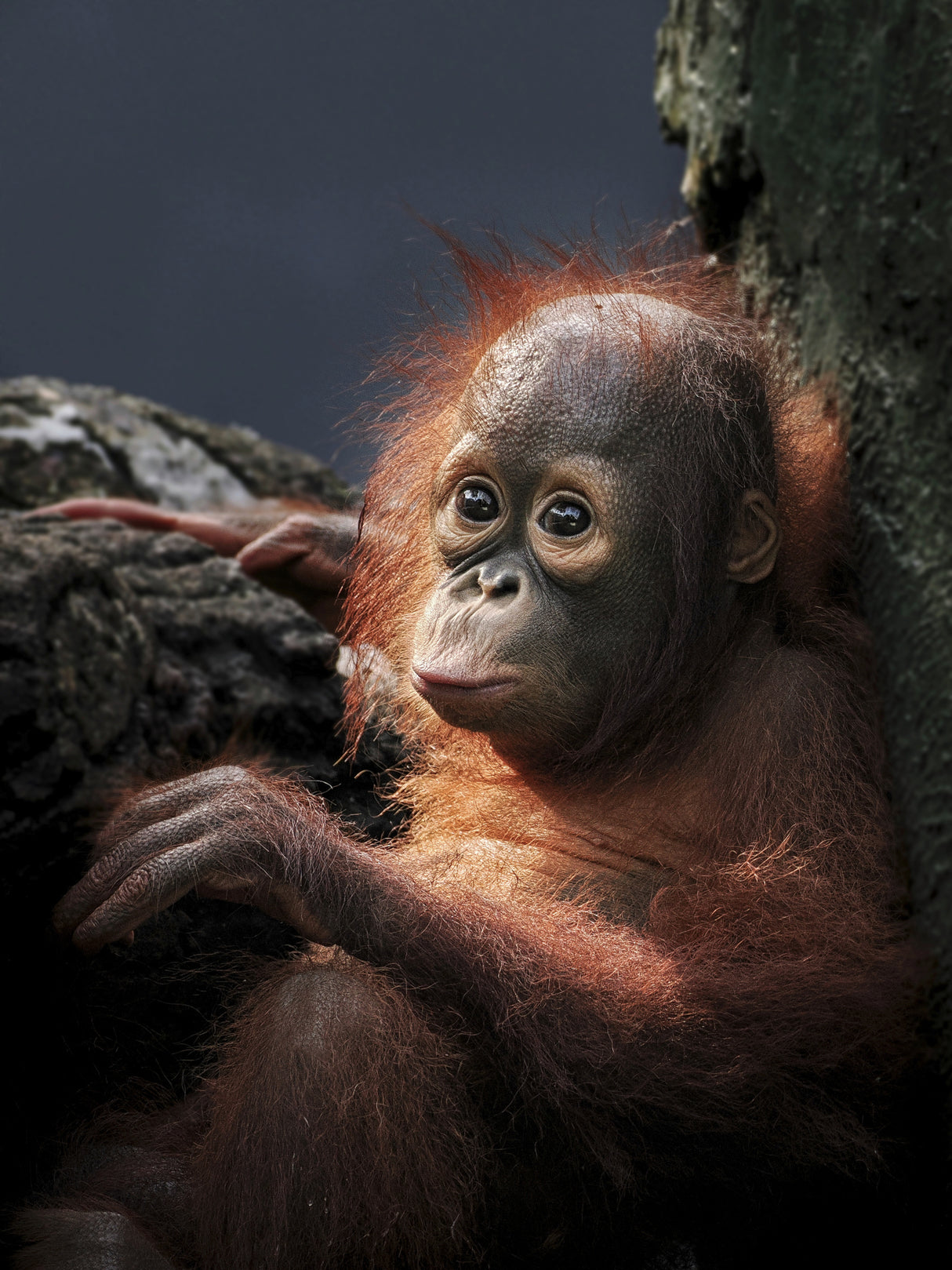 Borneo orangutan Poster och Canvastavla