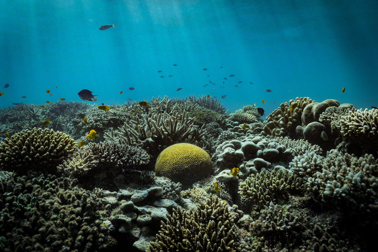 The reef Poster och Canvastavla
