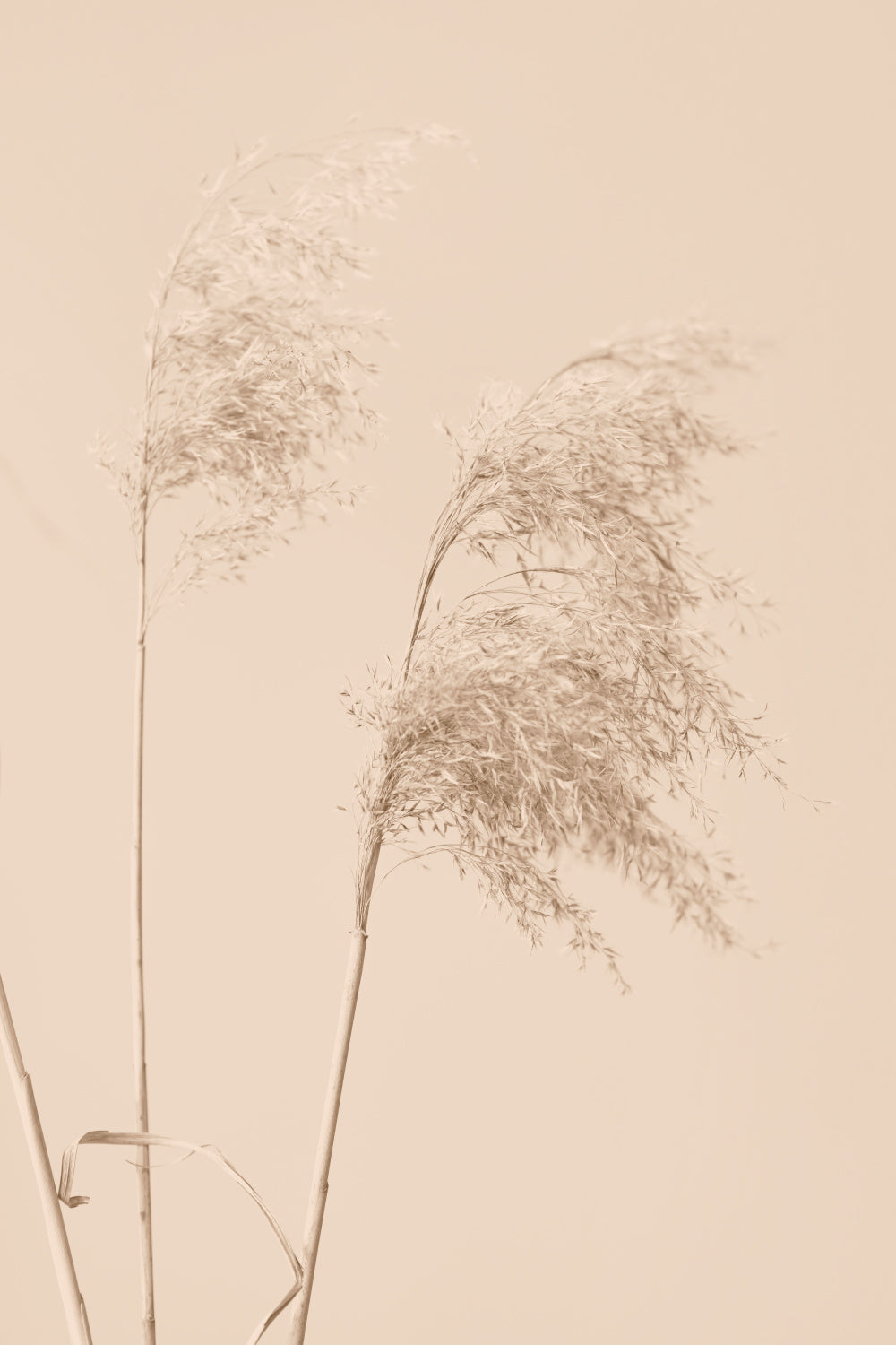 Reed Grass Begie 01 Poster och Canvastavla